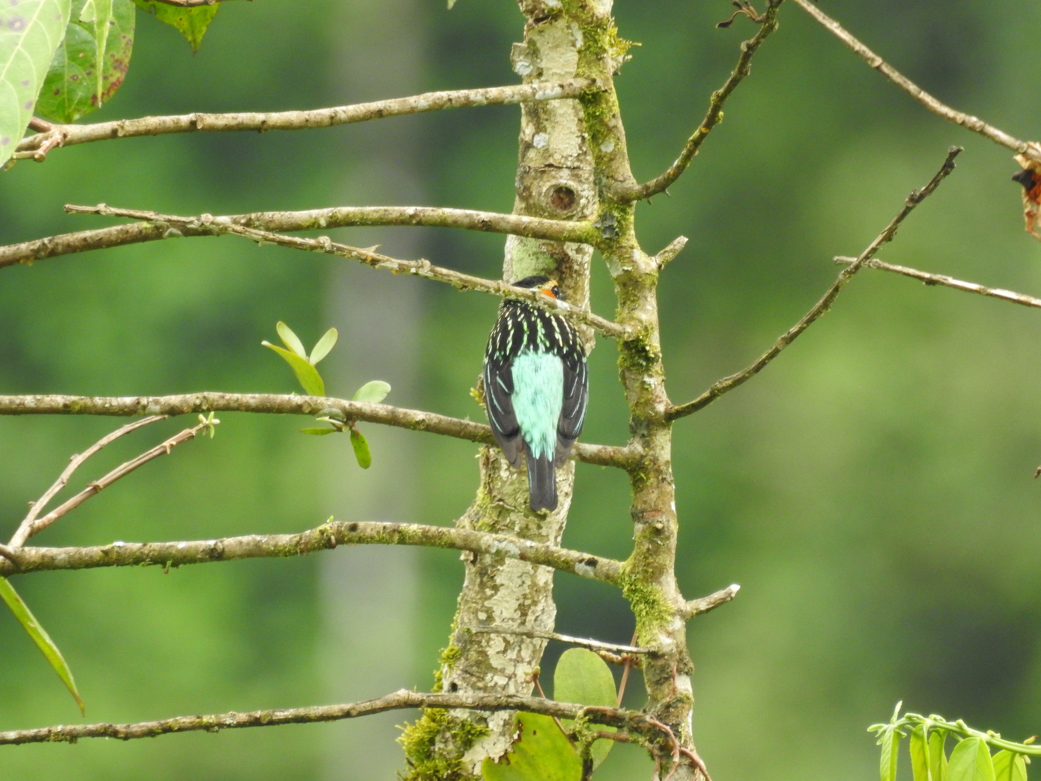 Tangara chrysotis image