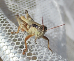 Melanoplus texensis