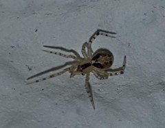 Theridion varians