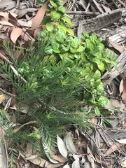 Melaleuca alternifolia