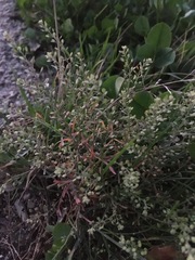 Lepidium ruderale