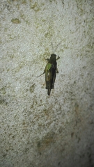 Paulinia acuminata