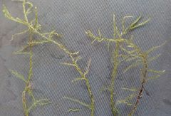 Warnstorfia fluitans