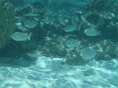 Abudefduf septemfasciatus