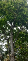 Phyllanthus acidus