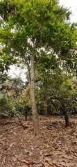 Phyllanthus acidus