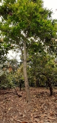 Phyllanthus acidus