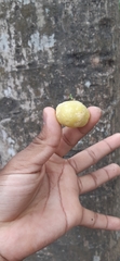 Phyllanthus acidus