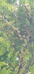 Phyllanthus acidus