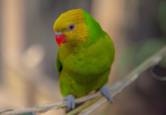 Olive-Headed Lorikeet photo 2