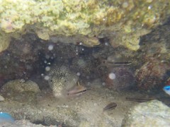 Gymnothorax pictus