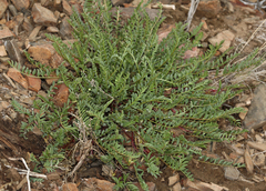 Astragalus lentiginosus semotus