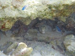 Gymnothorax pictus