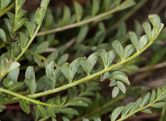 Astragalus lentiginosus semotus