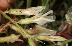 Astragalus lentiginosus semotus