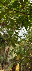 Spondias purpurea