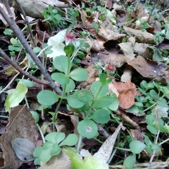 Sedum rhodocarpum