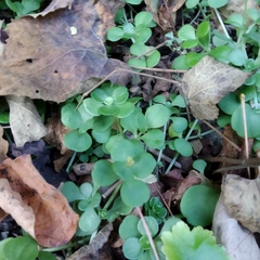 Sedum rhodocarpum