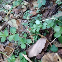 Sedum rhodocarpum