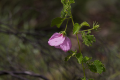 Hibiscus menzeliae