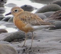 Charadrius obscurus