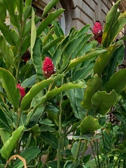Alpinia purpurata