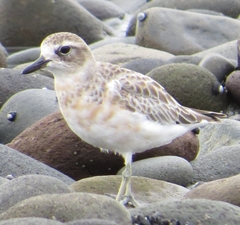 Charadrius obscurus