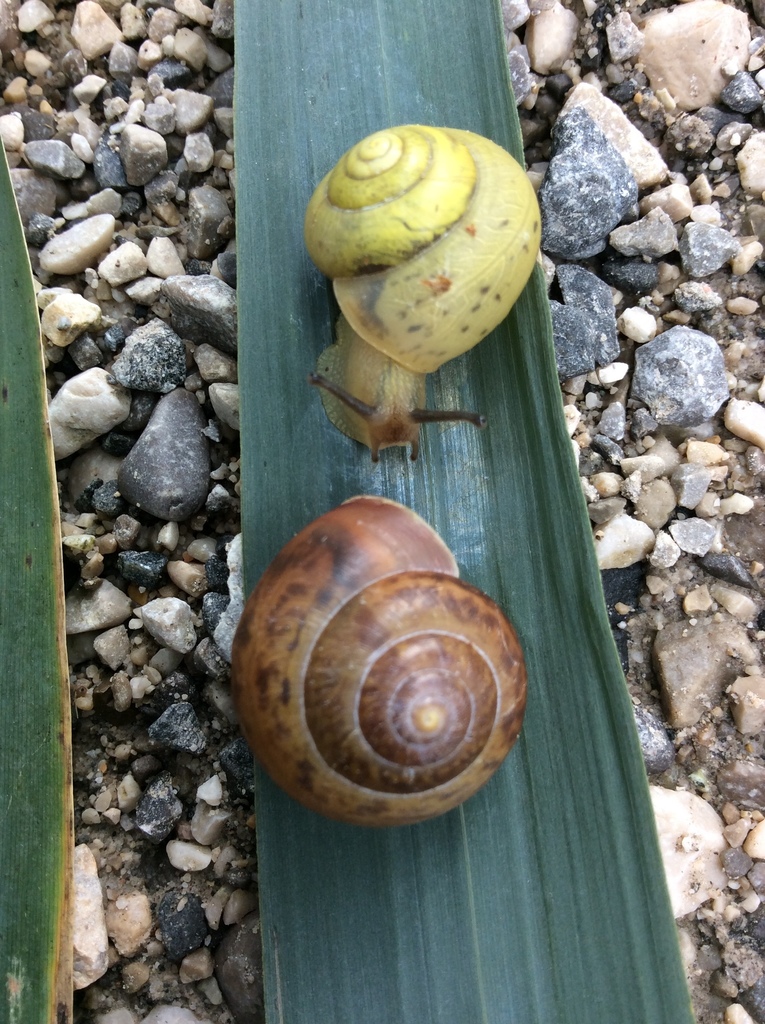 Bush snail