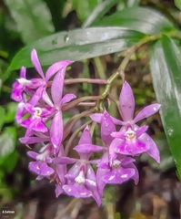 Epidendrum pansamalae