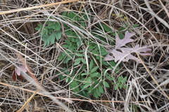 Astragalus canadensis