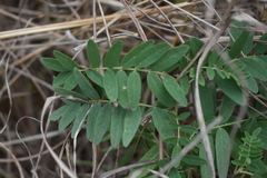 Astragalus canadensis