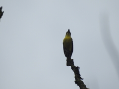 Conopias cinchoneti