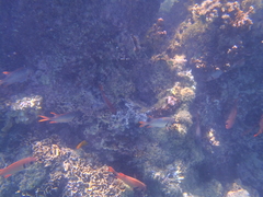 Myripristis violacea