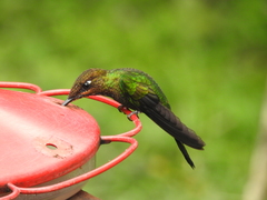 Heliodoxa leadbeateri