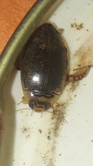 Thermonectus succinctus
