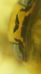 Thermonectus succinctus