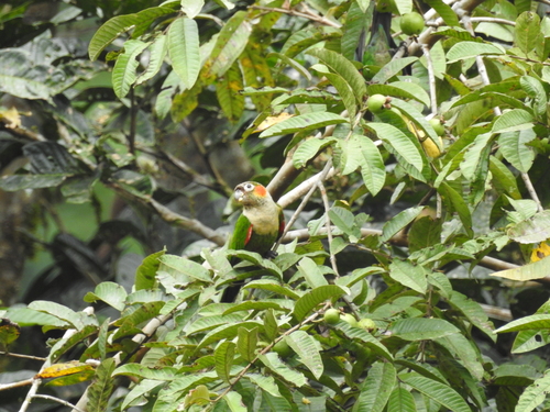 White-breasted Parakeet (Pyrrhura albipectus), photo 6