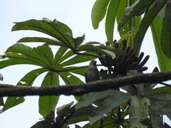 Ixothraupis punctata