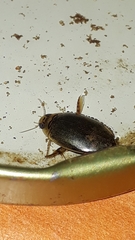 Thermonectus succinctus