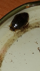 Thermonectus succinctus