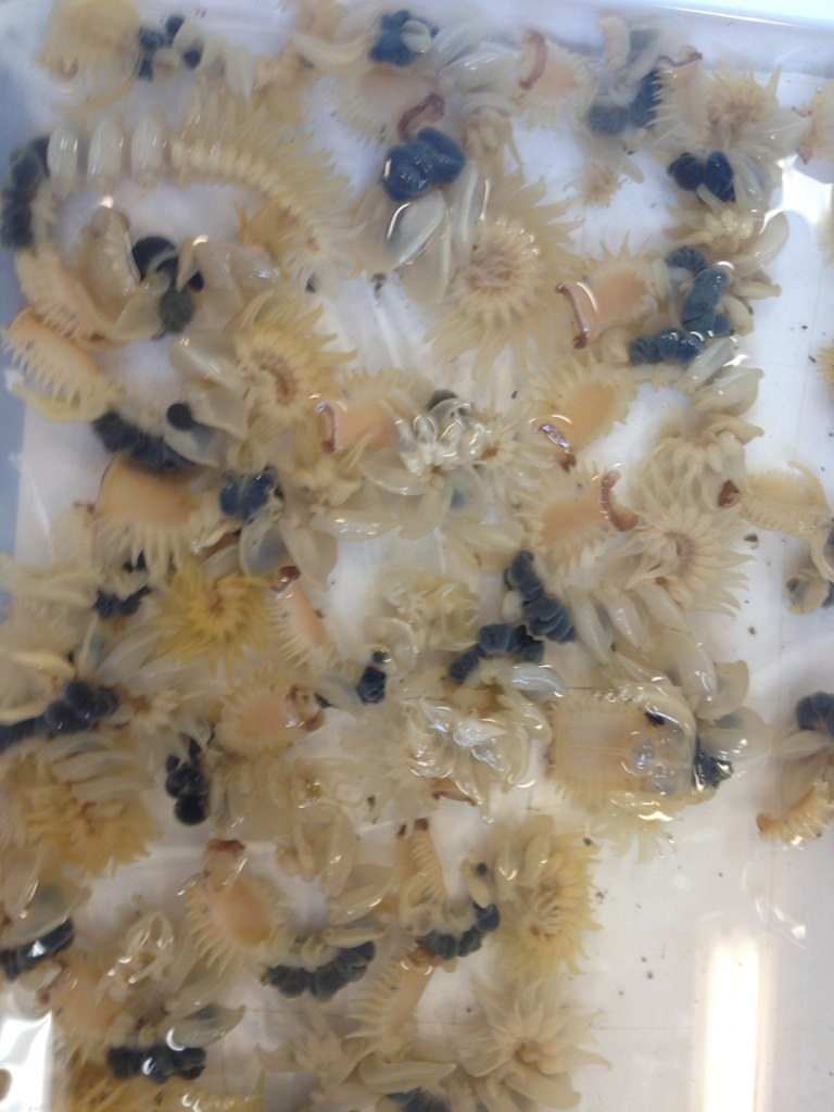 Atlantic Parchment Worm (MatBio CRABS, SHRIMPS, JELLYFISH, SEA STARS