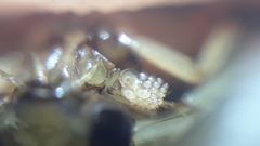 Thermonectus succinctus
