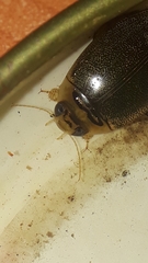 Thermonectus succinctus