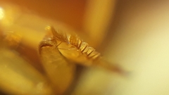 Thermonectus succinctus