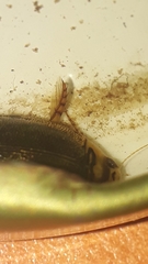 Thermonectus succinctus