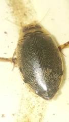Thermonectus succinctus