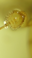 Thermonectus succinctus