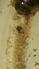 Thermonectus succinctus
