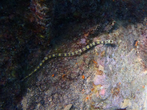Corythoichthys conspicillatus