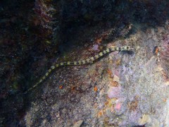 Corythoichthys conspicillatus